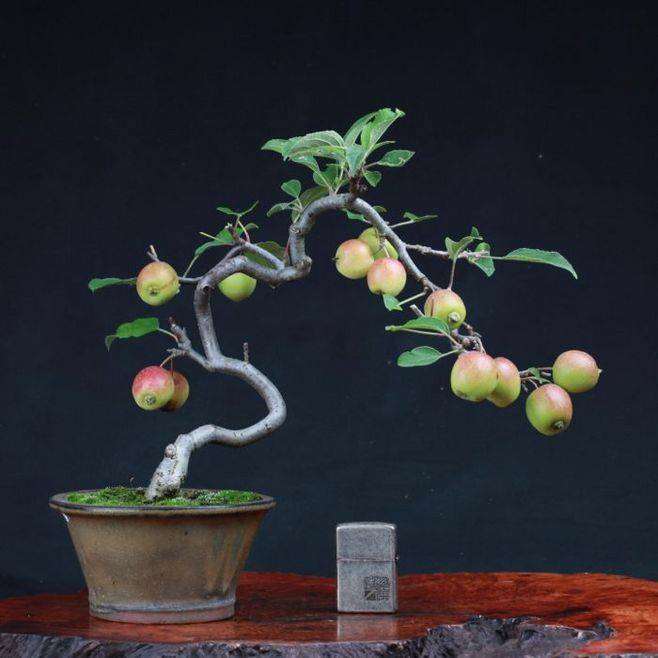 苹果盆景怎么夏季浇水修剪