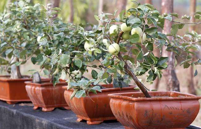 苹果盆景怎么秋季冬季管理
