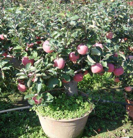 盆景果树怎么换盆及根系修剪