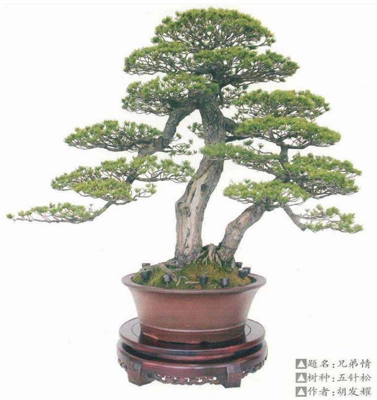 2021年 第五届杭州余杭盆景展