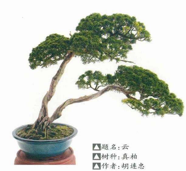 2021年 第五届杭州余杭盆景展