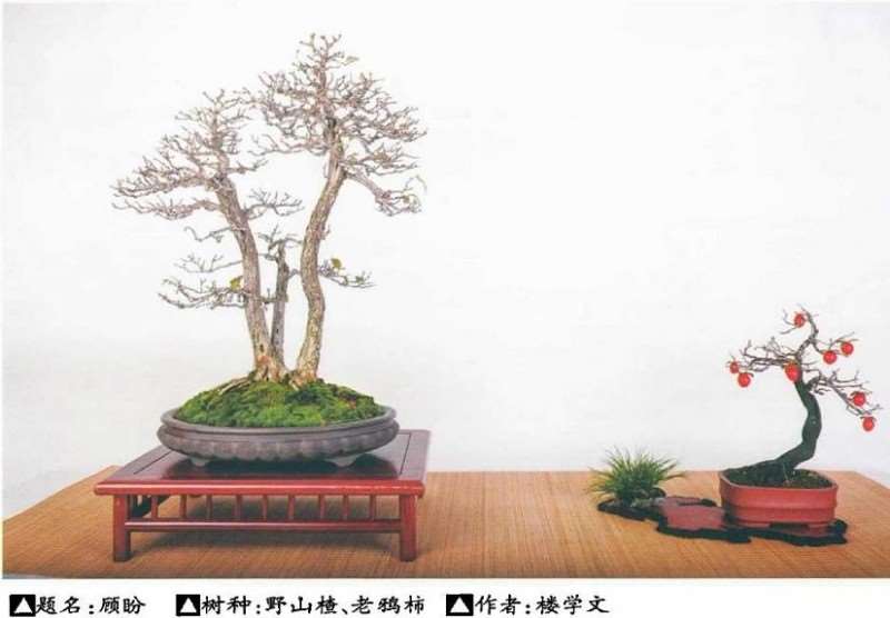 山楂制作盆景的6个树种优势是什么