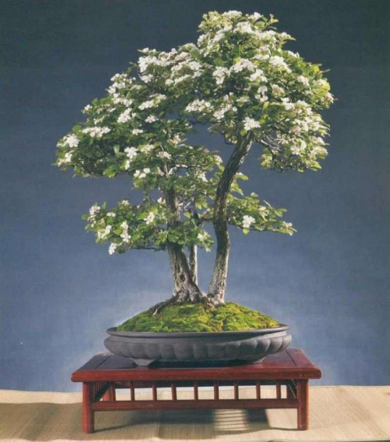 山楂盆景桩材怎么培养管理