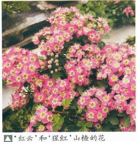 山楂盆景桩材怎么特殊处理的2个方法