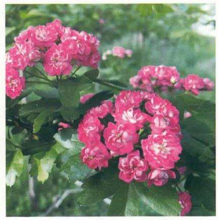 山楂盆景桩材怎么特殊处理的2个方法