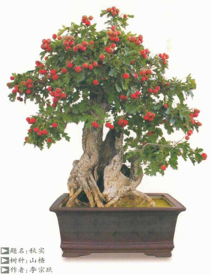 适合做盆景的山楂品种有哪些