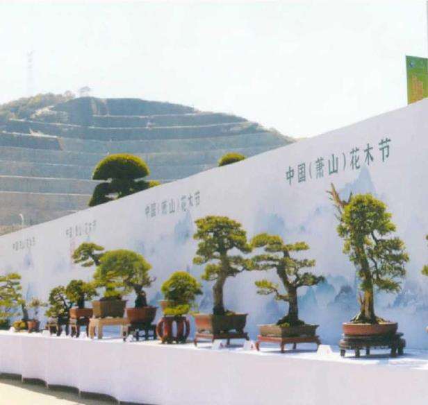 第一届浙江《中栋杯》盆景展成功举办