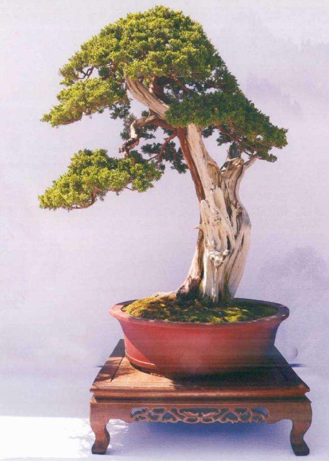 第一届浙江《中栋杯》盆景展成功举办