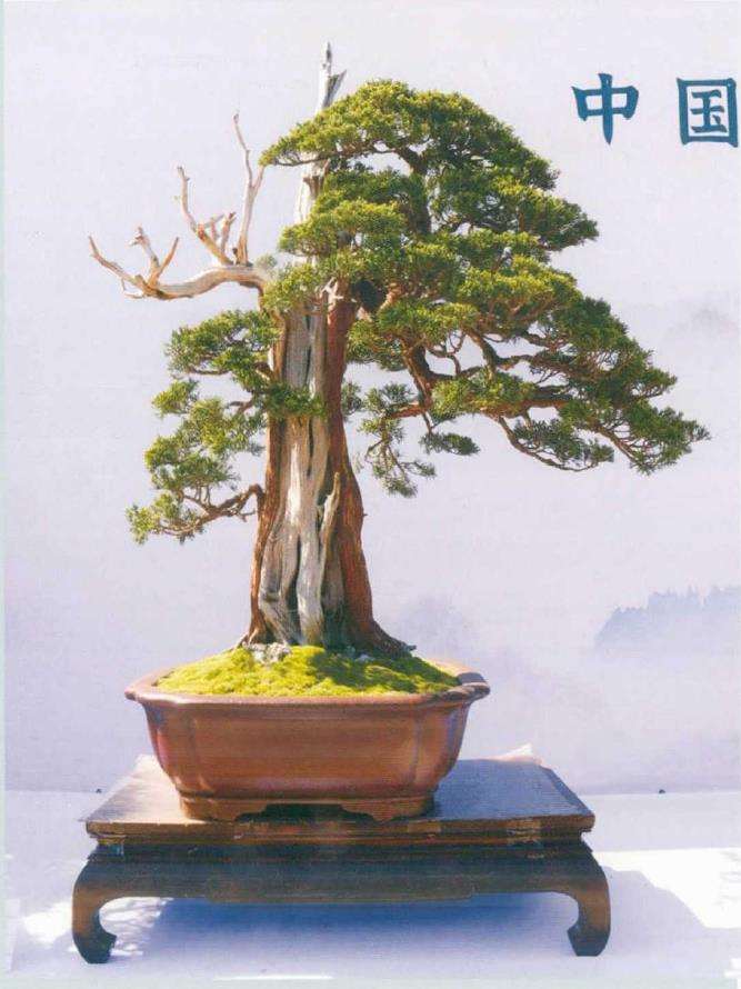 第一届浙江《中栋杯》盆景展成功举办