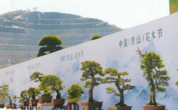 第一届浙江《中栋杯》盆景展成功举办