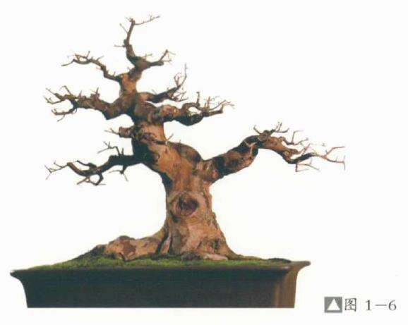 劣桩盆景怎么造型