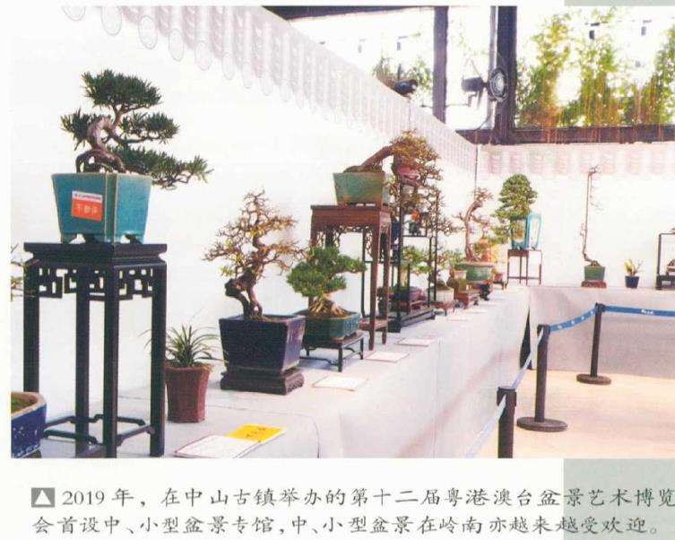 为什么未来的趋势是制作小型盆景