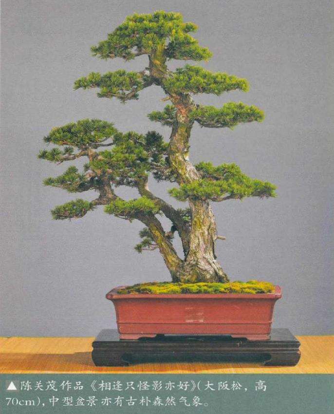 为什么未来的趋势是制作小型盆景