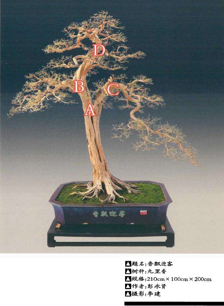 九里香盆景《香飘迎客》怎么制作的过程
