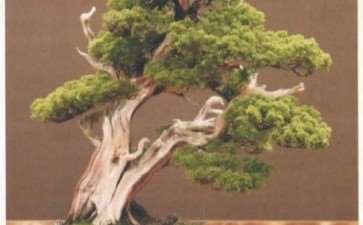 中国2021盆景古盆春拍在常州举办