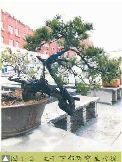 松树盆景《扶摇》怎么改作