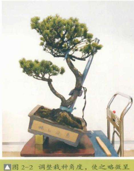 五针松盆景怎么改作