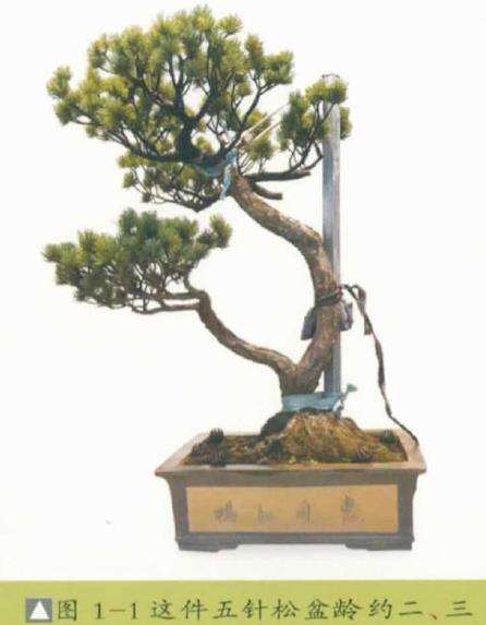 五针松盆景怎么改作