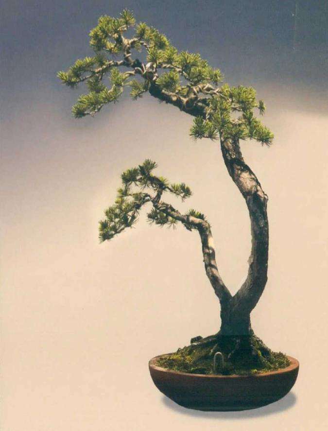 五针松盆景怎么改作