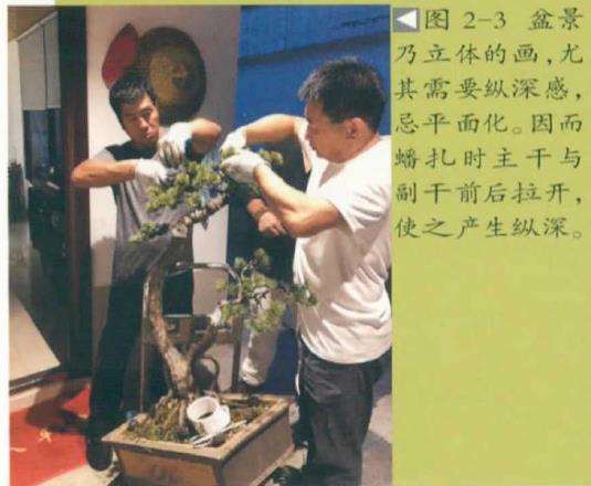 五针松盆景怎么改作