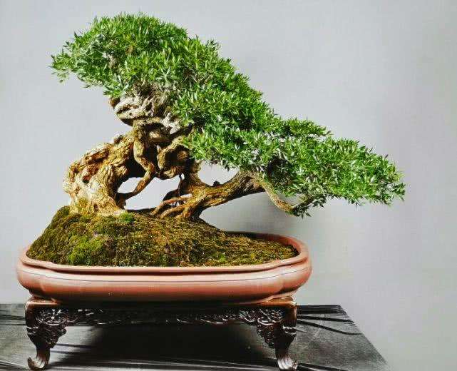 西南盆景联合会召开工作年会