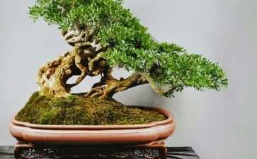 2021年 西南盆景联合会召开工作年会