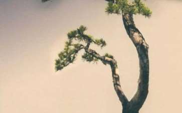 花木盆景杂志社2021年拟申领记者证人员