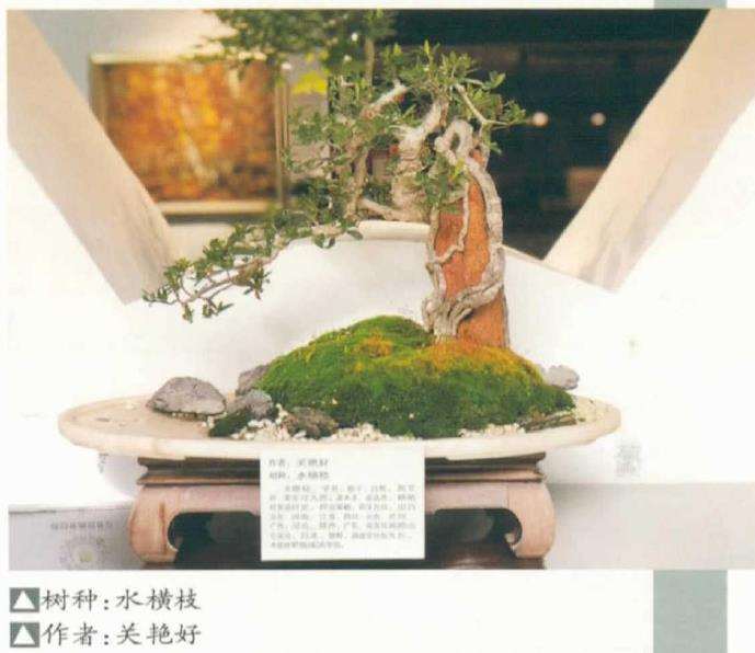 顺德盆景协会三八节女会员作品展