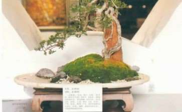 顺德盆景协会三八节女会员作品展