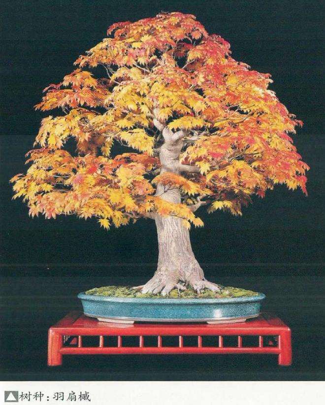 世界盆景艺术家社团名家作品