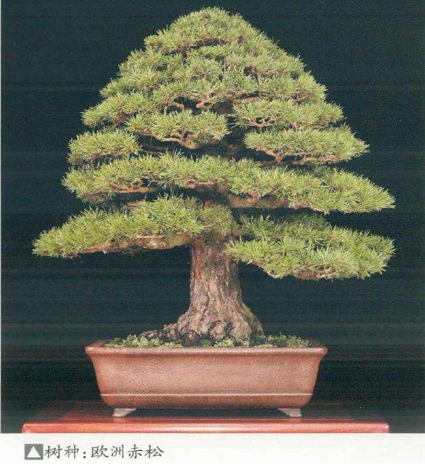 世界盆景艺术家社团名家作品