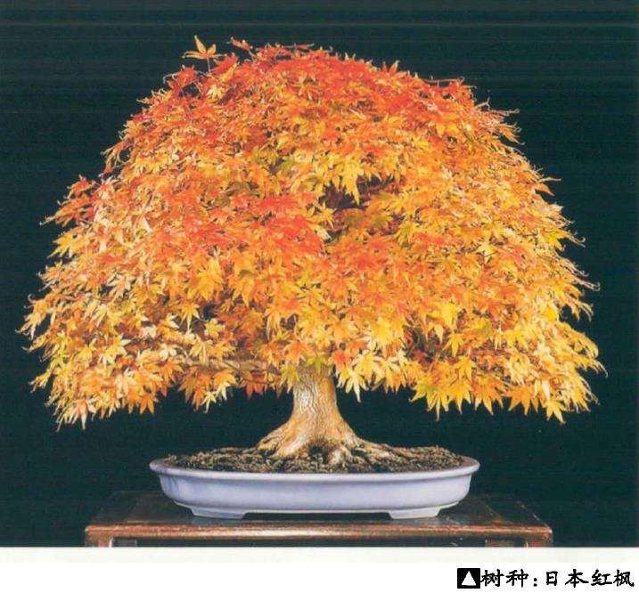 世界盆景艺术家社团名家作品