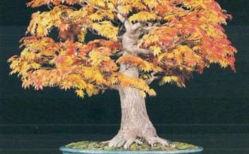 世界盆景艺术家社团名家作品 第10期