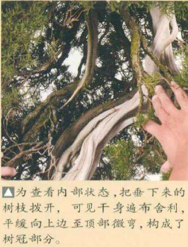 图解 真柏盆景怎么造型 第四期