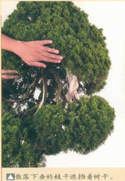 散落下垂的枝干遮挡着树干