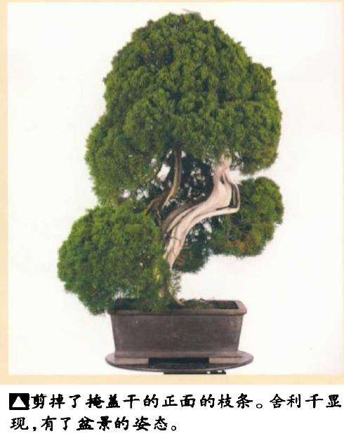 图解 真柏盆景怎么造型 第四期