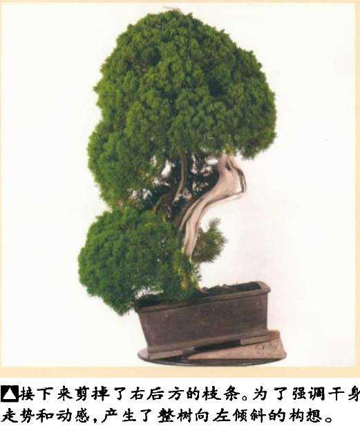 图解 真柏盆景怎么造型 第四期