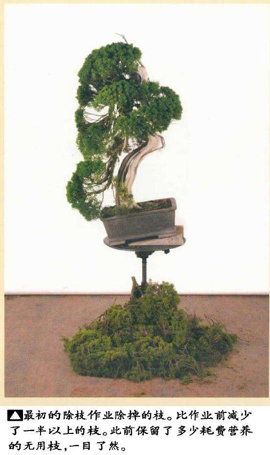 图解 真柏盆景怎么造型 第四期