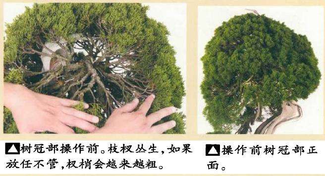 图解 真柏盆景怎么造型 第四期