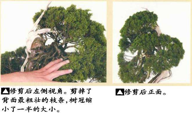 图解 真柏盆景怎么造型 第四期