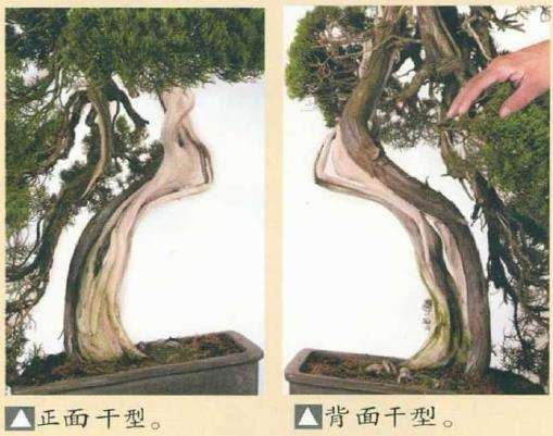 图解 真柏盆景怎么造型 第四期