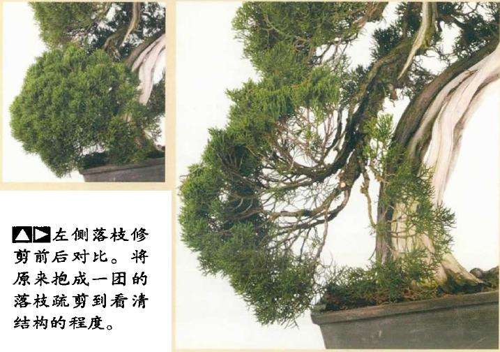图解 真柏盆景怎么造型 第四期