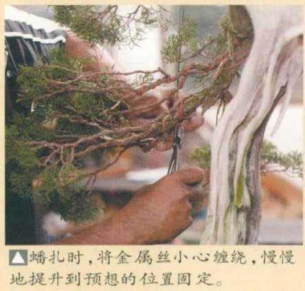 图解 真柏盆景怎么造型 第四期