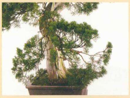 图解 真柏盆景怎么造型 第四期