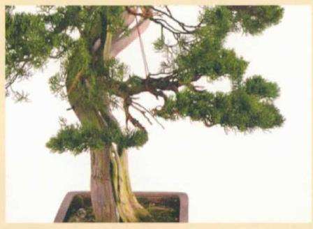 图解 真柏盆景怎么造型 第四期