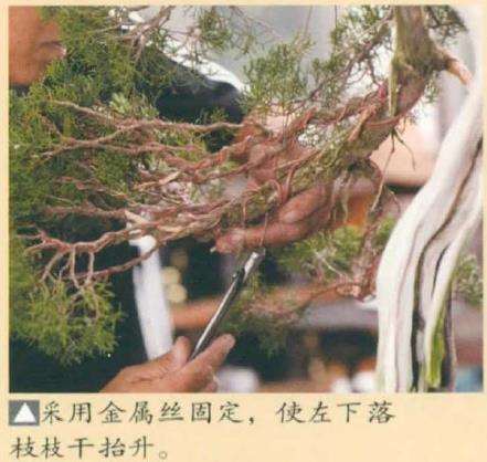 图解 真柏盆景怎么造型 第四期