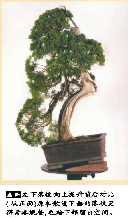 图解 真柏盆景怎么造型 第四期