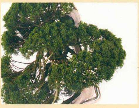 图解 真柏盆景怎么造型 第四期