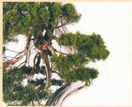 图解 真柏盆景怎么造型 第四期