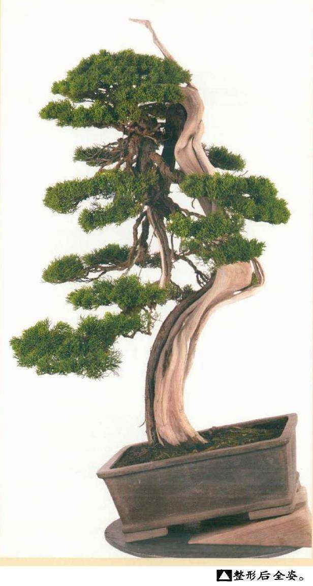 图解 真柏盆景怎么造型 第四期
